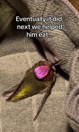 Wait it..l #wholesome #animals_part2