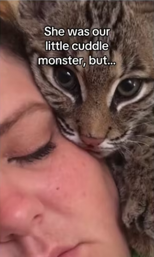 guess have bobcats now #wholesome #animals_part2
