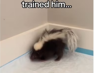 He just wanted someone like him.. #wholesome #animals_part2