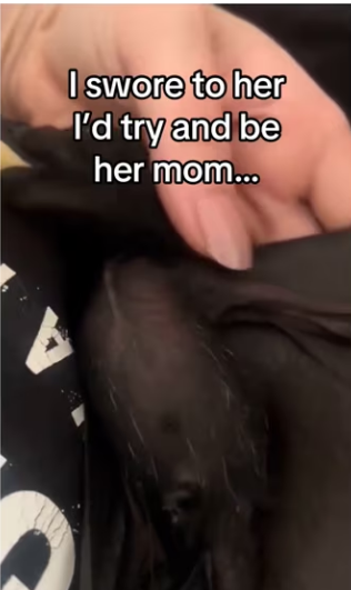 Saving baby bat #wholesome #animals_part2