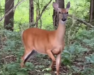 We underestimated their intelligence #wholesome #deer_part2