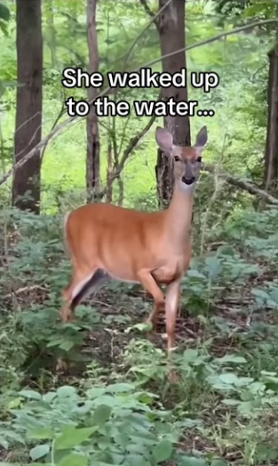 We underestimated their intelligence #wholesome #deer_part2