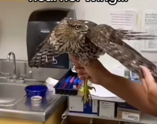 Why did she bring to my house #wholesome #animals_part2