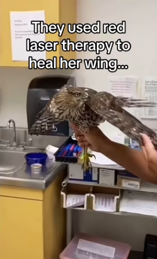 Why did she bring to my house #wholesome #animals_part2