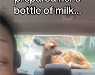 friends life #wholesome #animals #deer_part2