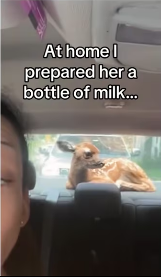 friends life #wholesome #animals #deer_part2