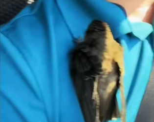 He never was looking help #wholesome #bird #animalsoftiktok_part2