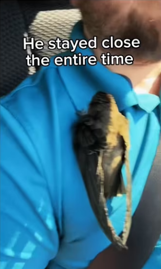 He never was looking help #wholesome #bird #animalsoftiktok_part2