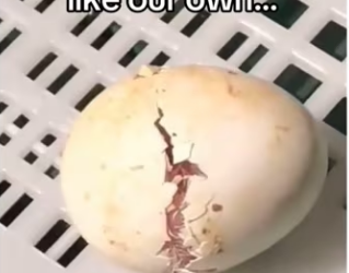 His mom came back #wholesome #animals_part2