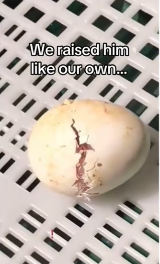 His mom came back #wholesome #animals_part2