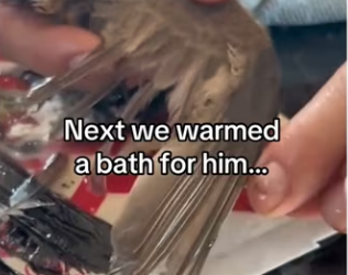 saved bird #wholesome #animals_part2