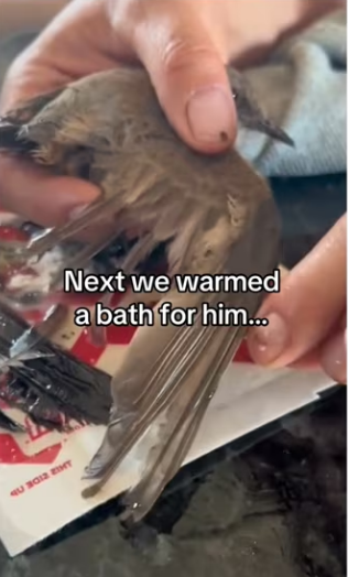 saved bird #wholesome #animals_part2