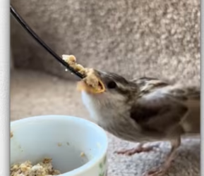 Rescue baby bird_part2