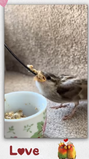 Rescue baby bird_part2