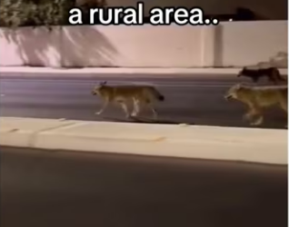 Unlikely friends save day #aniamls #wholesome_part2