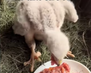 He remembered my son years later #wholesome #animals_part2