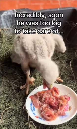 He remembered my son years later #wholesome #animals_part2