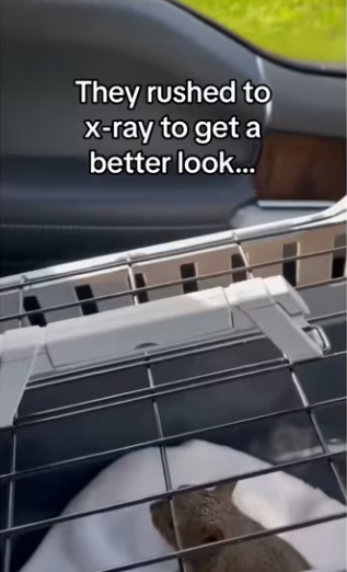 She chose his yard #wholesome #animals_part2