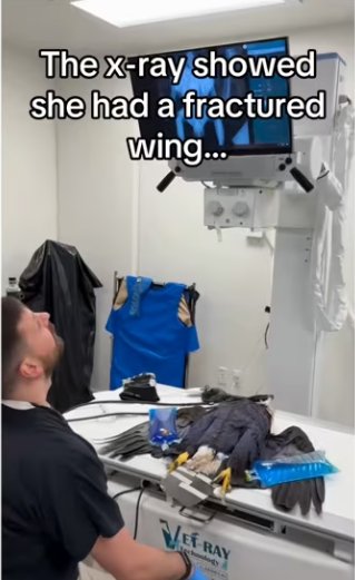 Thank you your service #wholesome #animals #eagle_part2