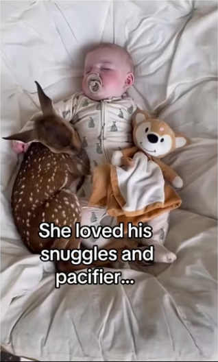 We adopt deer #wholesome #deer_part2