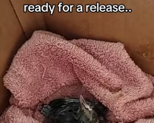 love Mother Nature #wholesome #animals_part2