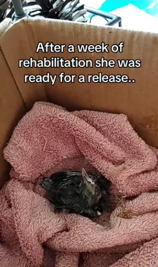 love Mother Nature #wholesome #animals_part2