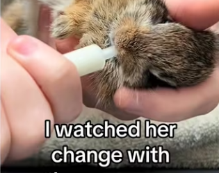 My dog found bunny #wholesome #animals_part2