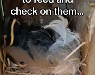 saved nest of birds #wholesome #animals_part2