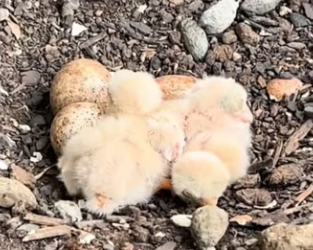 She knew protect her babies #wholesome #hawk_part2