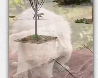 Rescue baby dog_part2