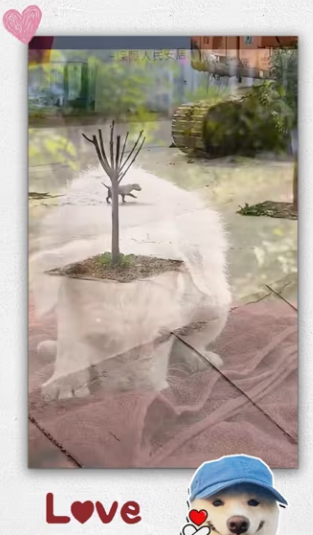 Rescue baby dog_part2