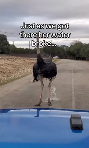 They knew their egg wouldn last winter #wholesome #animals_part2