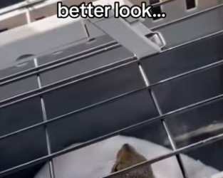 She chose his yard #wholesome #animals_part2