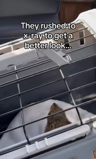 She chose his yard #wholesome #animals_part2