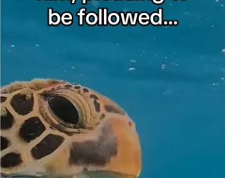 She knew he would help #wholesome #animals (1)_part2