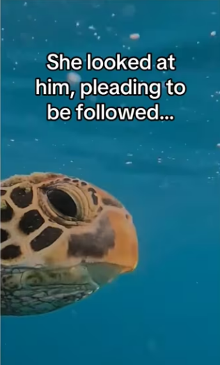 She knew he would help #wholesome #animals (1)_part2