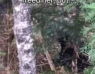 totally would #wholesome #bear (1)_part2