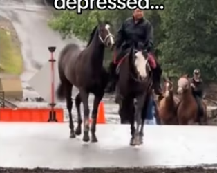 friends forever #wholesome #animals #horse (1)_part2