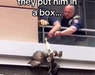 Hawks are extremely intelligent #wholesome #animals (1)_part2