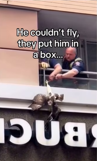 Hawks are extremely intelligent #wholesome #animals (1)_part2