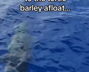 little baby jumps #wholesome #animals (1)_part2