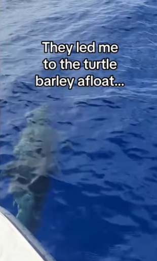 little baby jumps #wholesome #animals (1)_part2