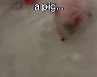 lost my job but got my family back #wholesome #animals (1)_part2