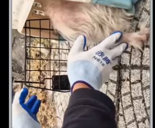 Rescue dog on road_part2