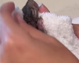 Soulmates aren always human #wholesome #animals_part2