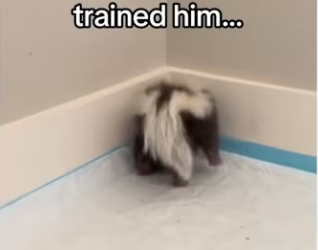 He just wanted someone like him.. #wholesome #animals_part2