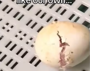 His mom came back #wholesome #animals_part2