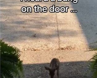 My cat saved fawn #wholesome #animals (1)_part2