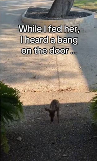 My cat saved fawn #wholesome #animals (1)_part2