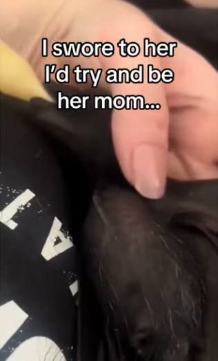 Saving baby bat #wholesome #animals_part2